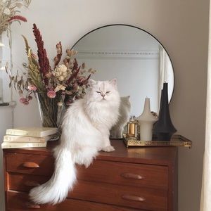 🐈 Paws Clothing Boutique 🐩